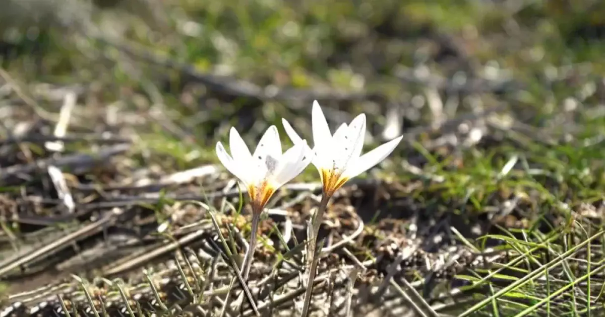 Дыхание весны: в Казахстане расцвели первые подснежники (видео)