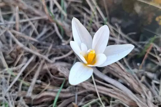 Первые подснежники распустились в Каратауском заповеднике