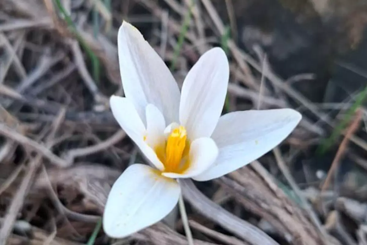 Весна близко: первые подснежники появились на юге Казахстана