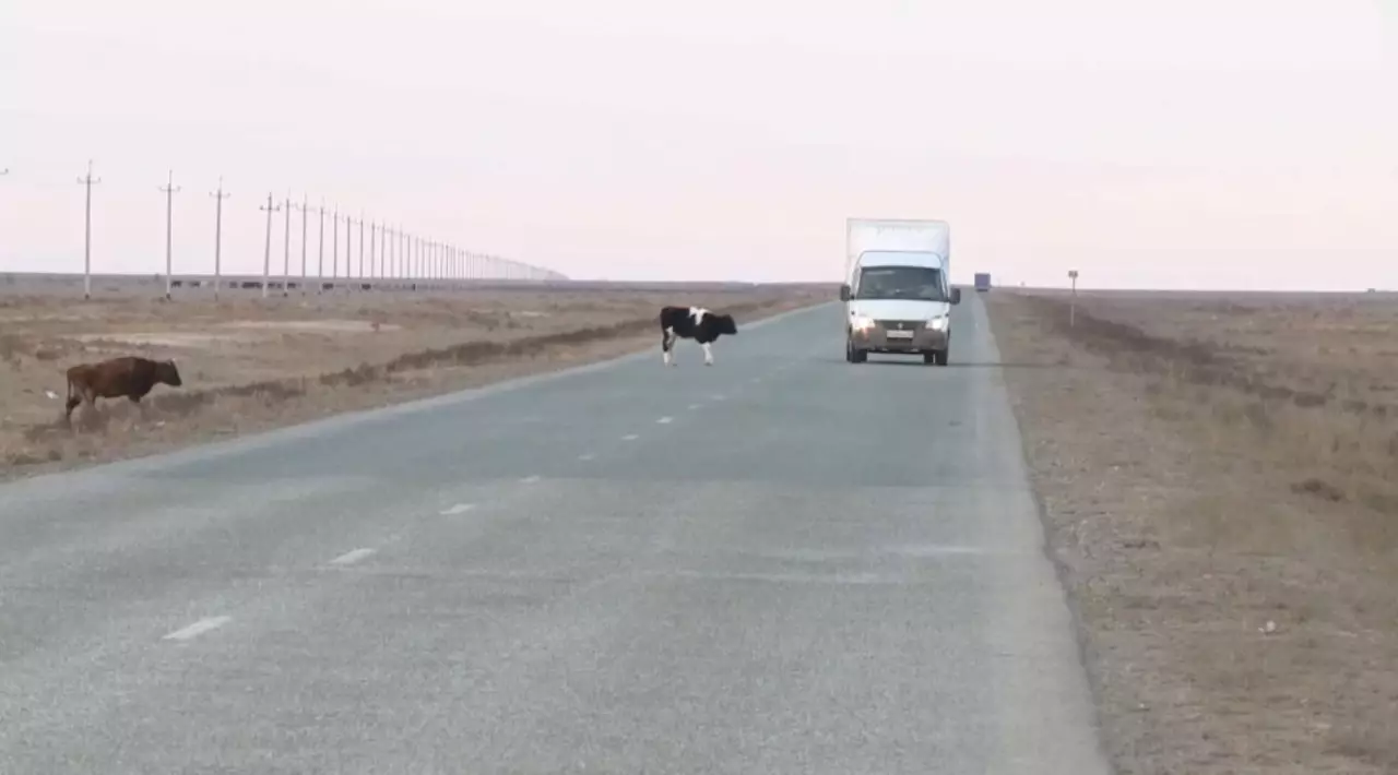 Атырау облысында бағусыз мал бақылауға алынды