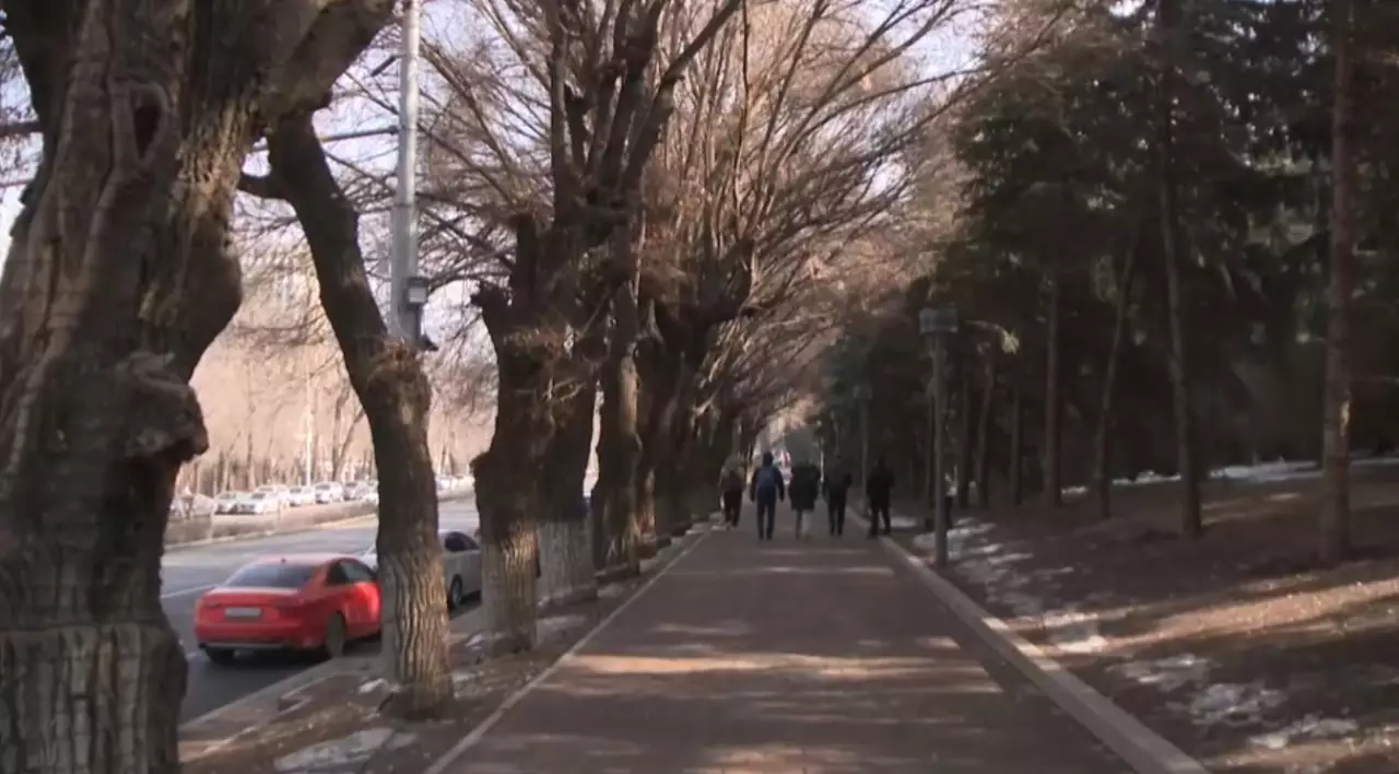 Алматыда жасыл желектердің паспорты жаңартылады