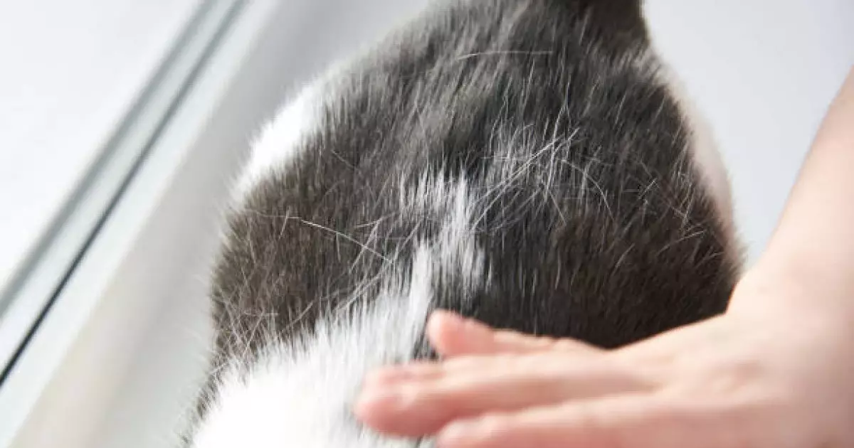  Мысық жүнінің құрамы таңғалдырды 