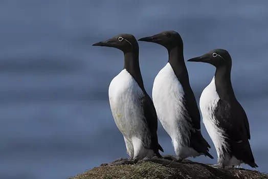 В Британии ищут желающих "поработать" на острове без интернета и цивилизации