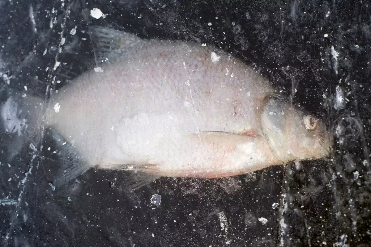 Каток с карасями на стадионе удивил жителей Сарани