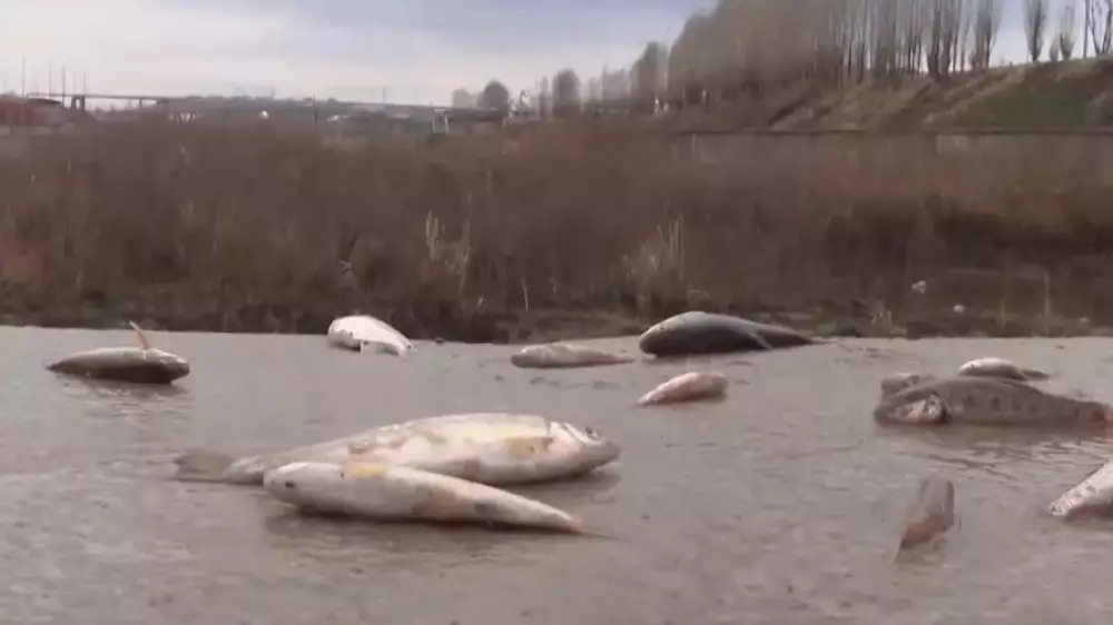 Сброс кислоты привел к массовой гибели рыбы в Шымкенте