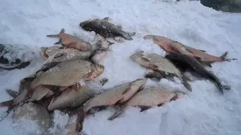 Ақмола облысында балықтардың жаппай қырылуы жұртты алаңдатты