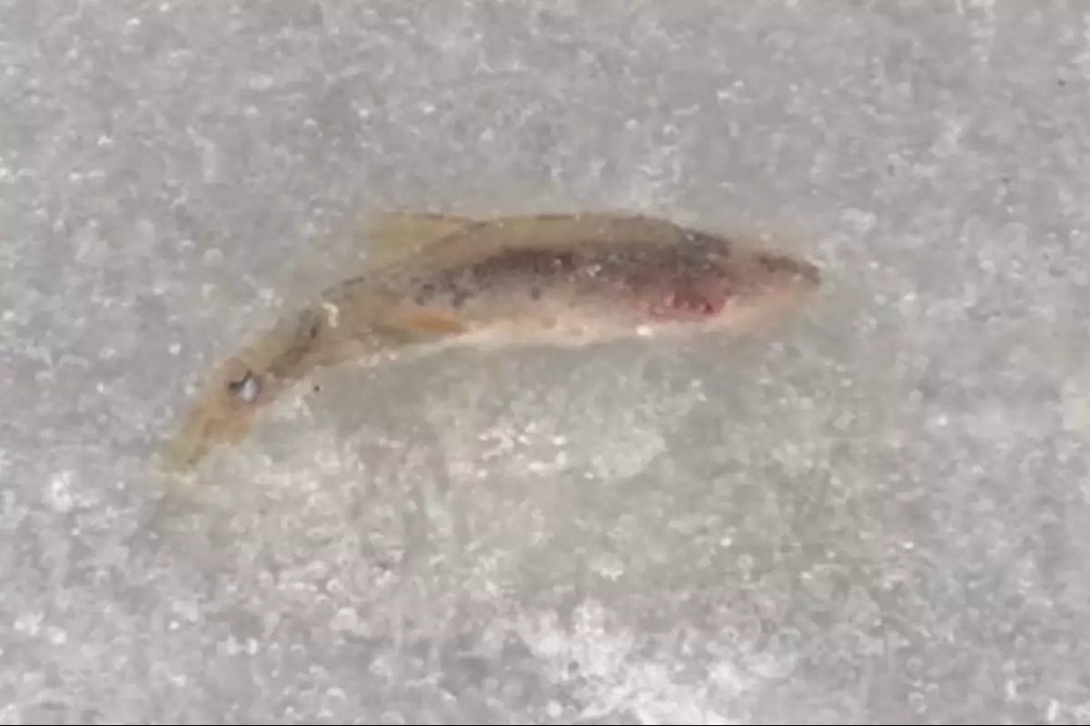 Рыба во льду: необычную ситуацию на катке расследуют в Сарани