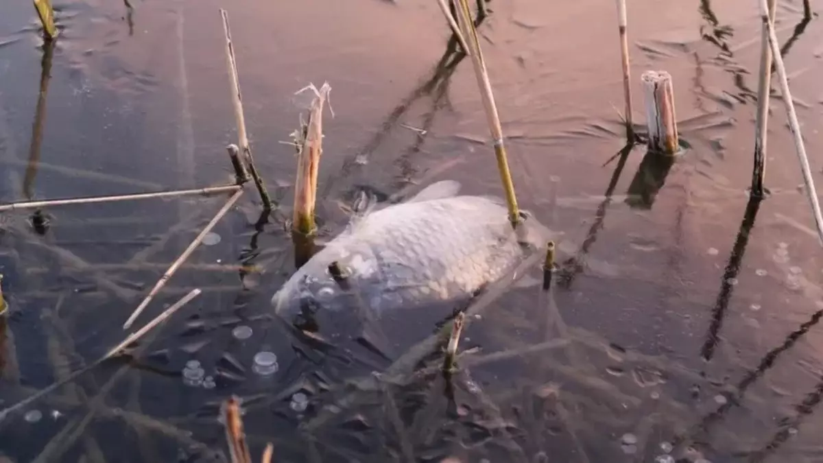 Мұзға қатып қалған балық: Саран әкімдігі мұз айдынына су қоймасынан су алынғанын мойындады