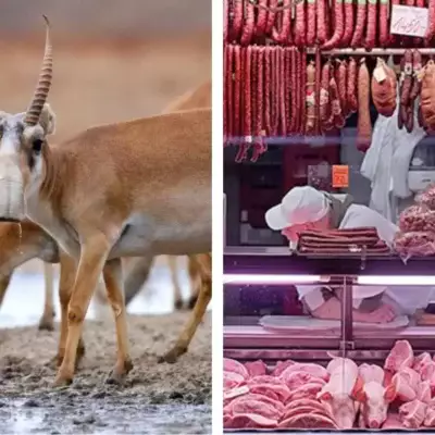 В Казахстане запустили консервы из мяса сайгака
