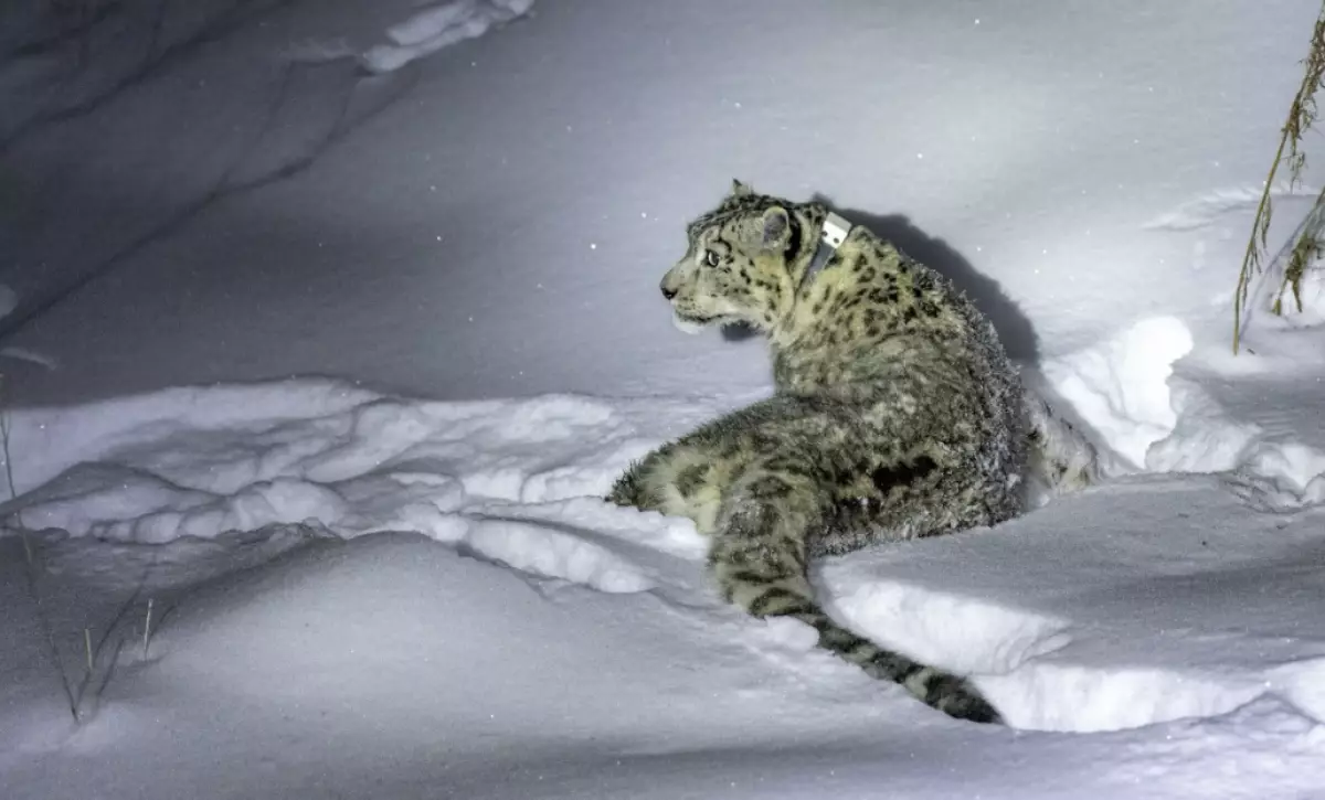 Стало известно, где сейчас алматинский барс, ставший звездой соцсетей