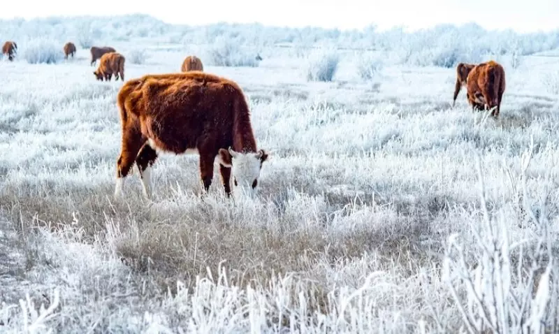 Массовый падеж скота в Атырауской области: власти провели проверку