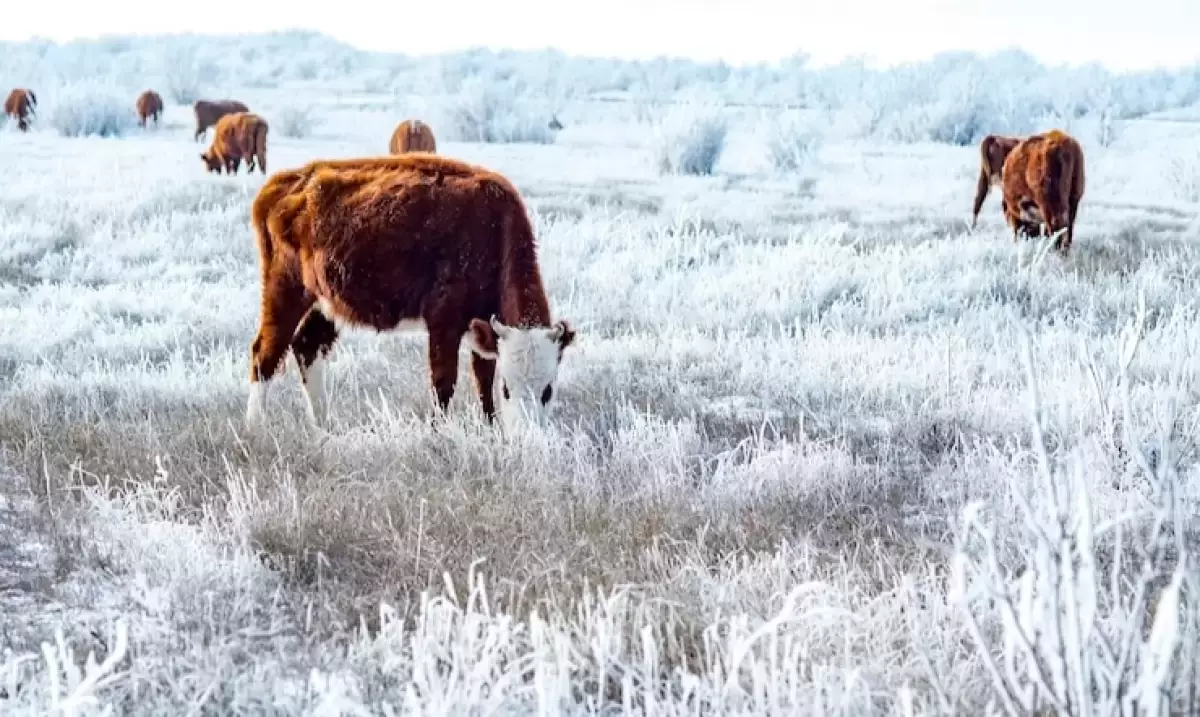 Атырау облысында мал жаппай қырылды: билік тексеру жүргізді