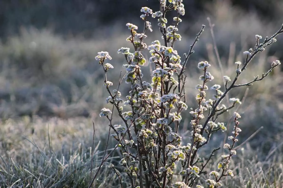Плюс днем и минус ночью: погода в Шымкенте 7 февраля
