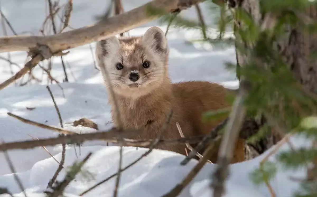 Фотоловушка поймала хищника из Красной книги Казахстана