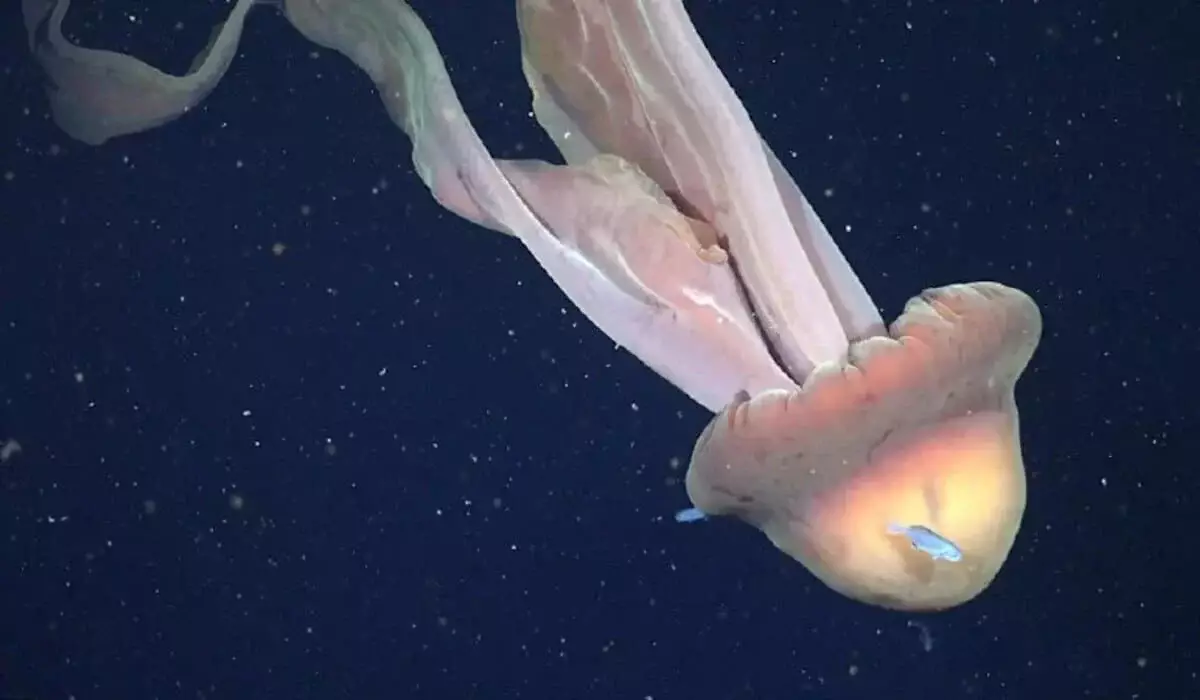 У берегов Аргентины засняли гигантскую медузу размером с автобус