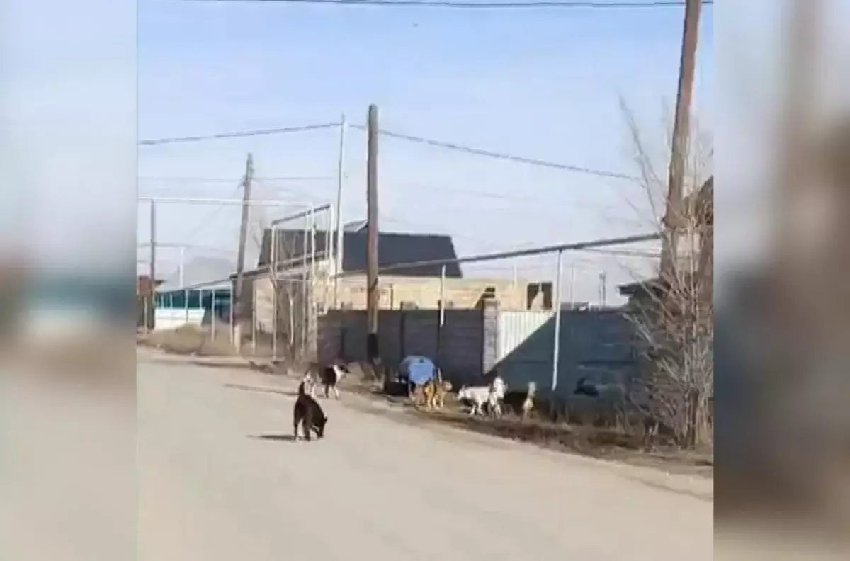 Село в страхе: бродячие собаки держат жителей Алматинской области в напряжении