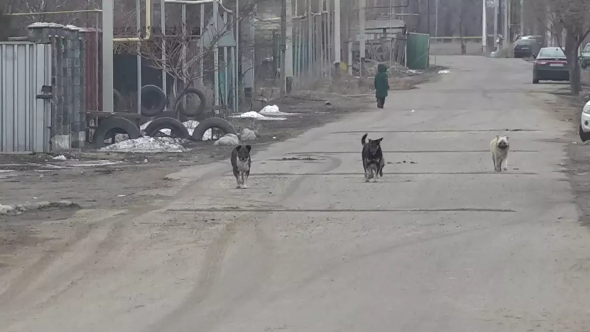 Бұралқы ит қаптады: Алматы облысындағы тұрғындар баласын мектепке жібере алмай отыр