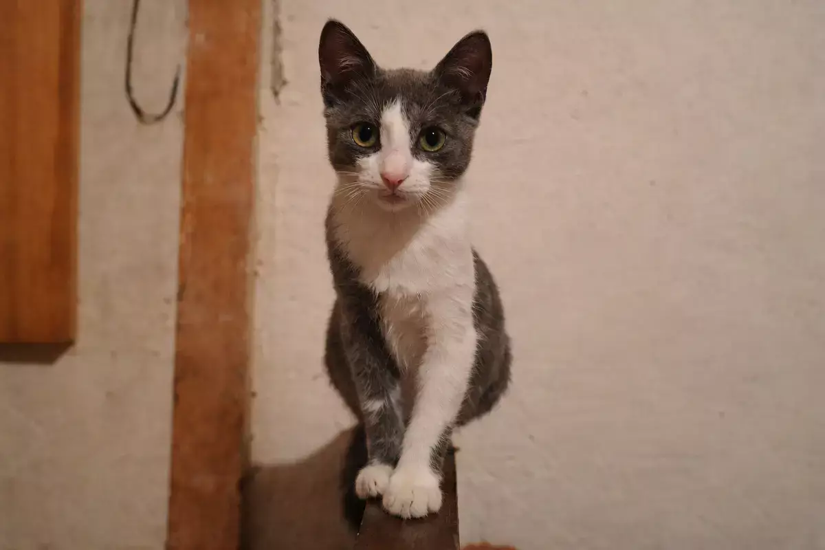 Откликнитесь, добрые люди: за жизнь кошки борются ветеринары в Актау - новости на Lada.kz 06.02.2026