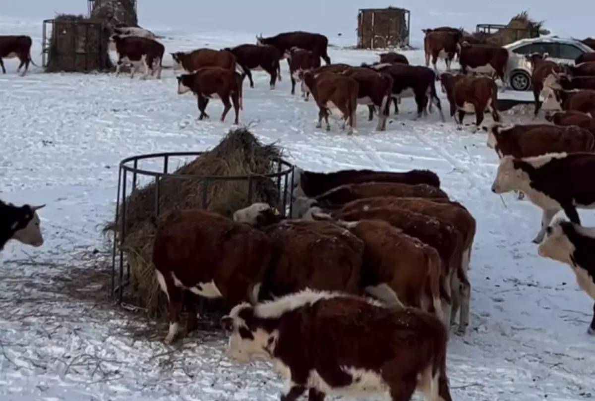 Зимовка с запасом прочности
