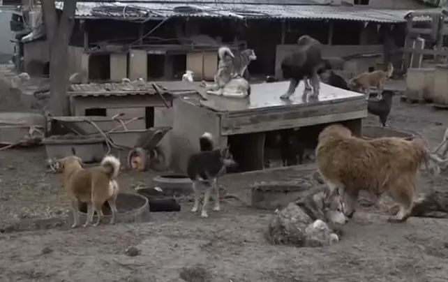 “Тас салып жүреміз“: Алматы облысындағы тұрғындар бұралқы итке шағымданды