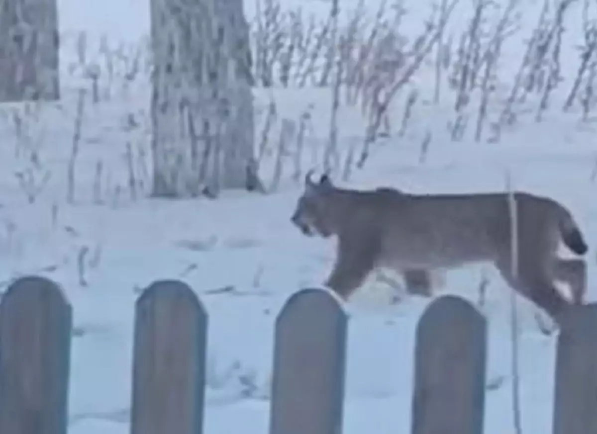 Гуляла рысь по селу в Костанайской области
