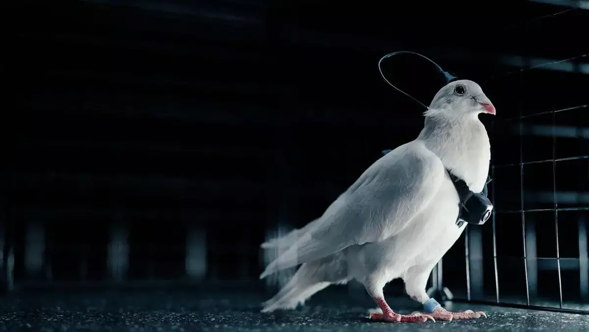 Голуби с нейрочипами: российский стартап превращает птиц в «живые дроны» - новости на Lada.kz 07.02.2026