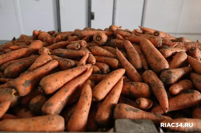 Из Волгоградской области в Казахстан на экспорт отправили 420 тонн моркови.