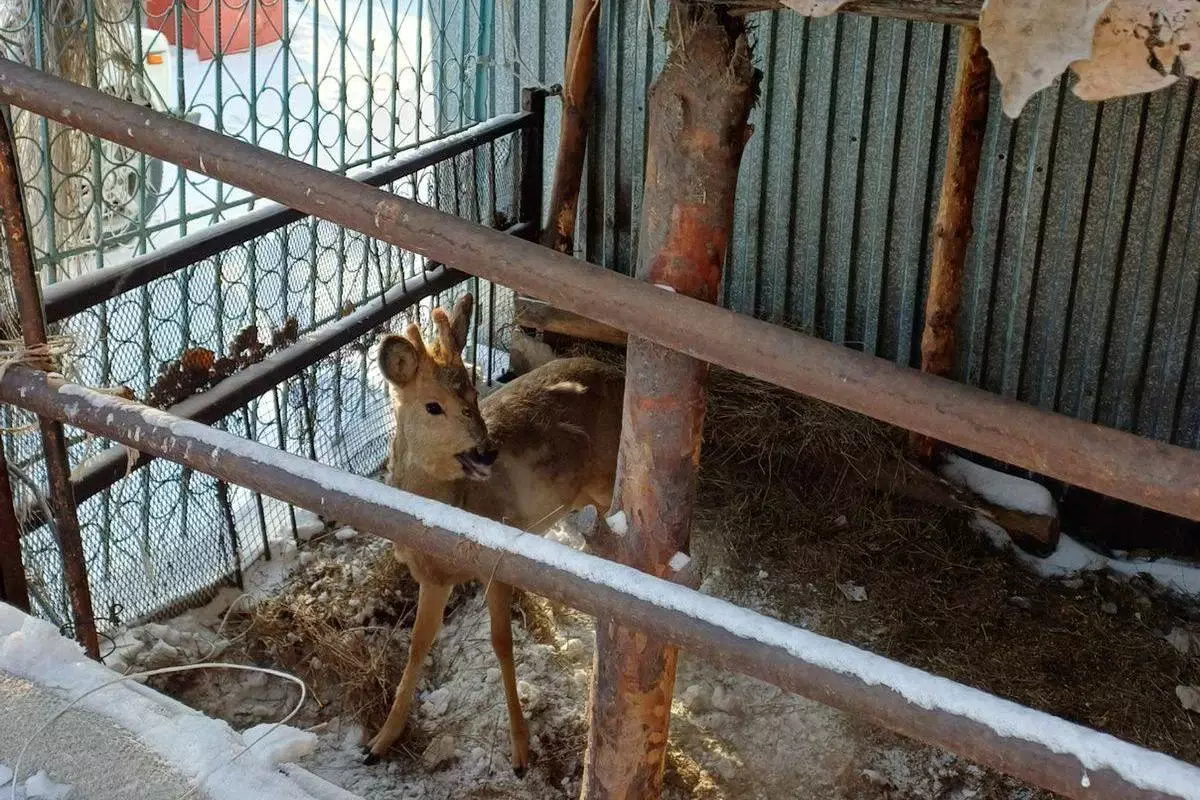 Сибирскую косулю в ошейнике обнаружил во дворе своего дома житель Семея