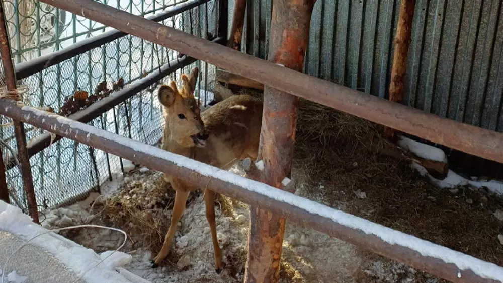 В Семее во двор дома забрела косуля с ошейником: животное передали полицейским