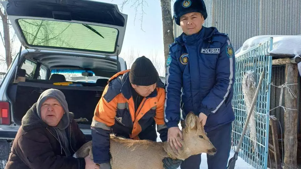 Семейде үй ауласынан сібір елігі табылды