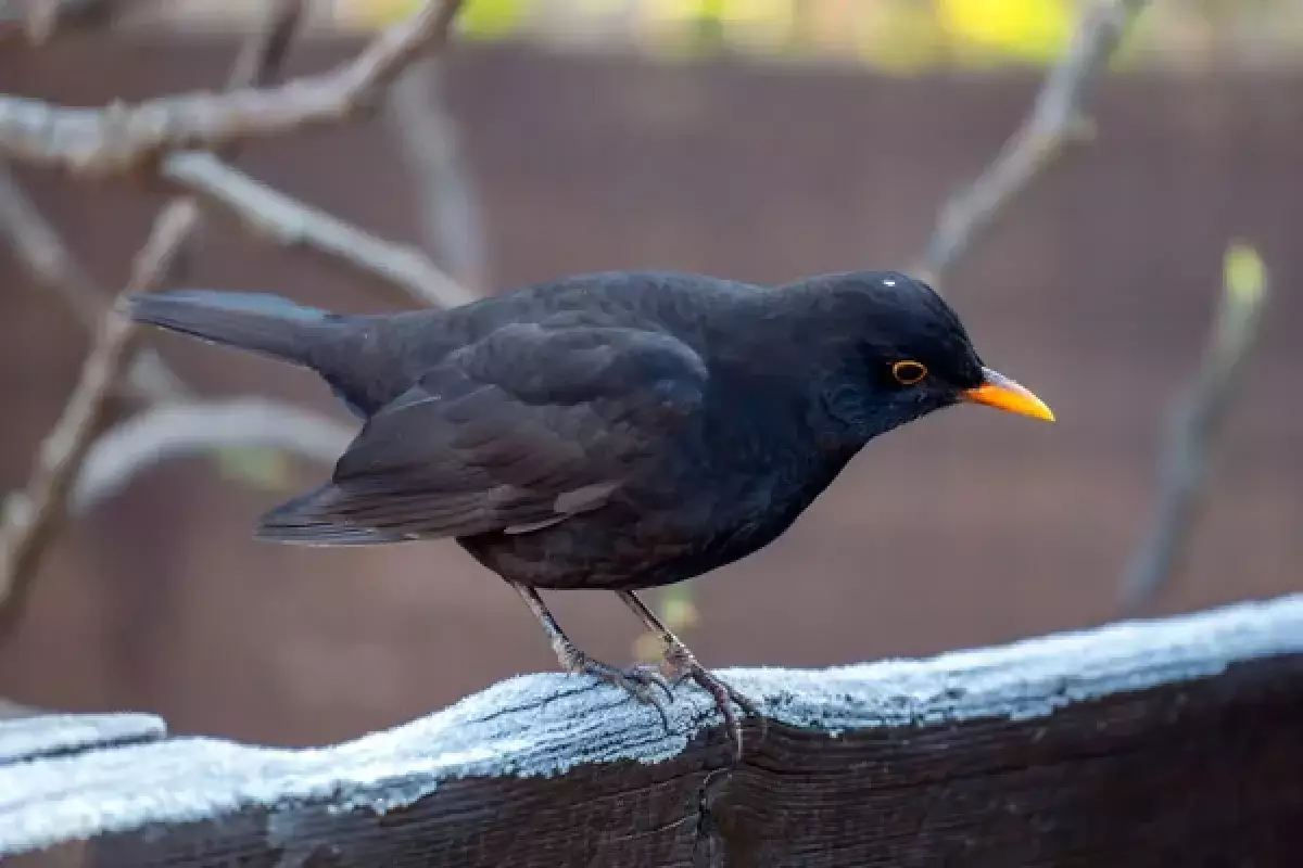Черный дрозд: удивительные факты о Птице года 2026 в Казахстане