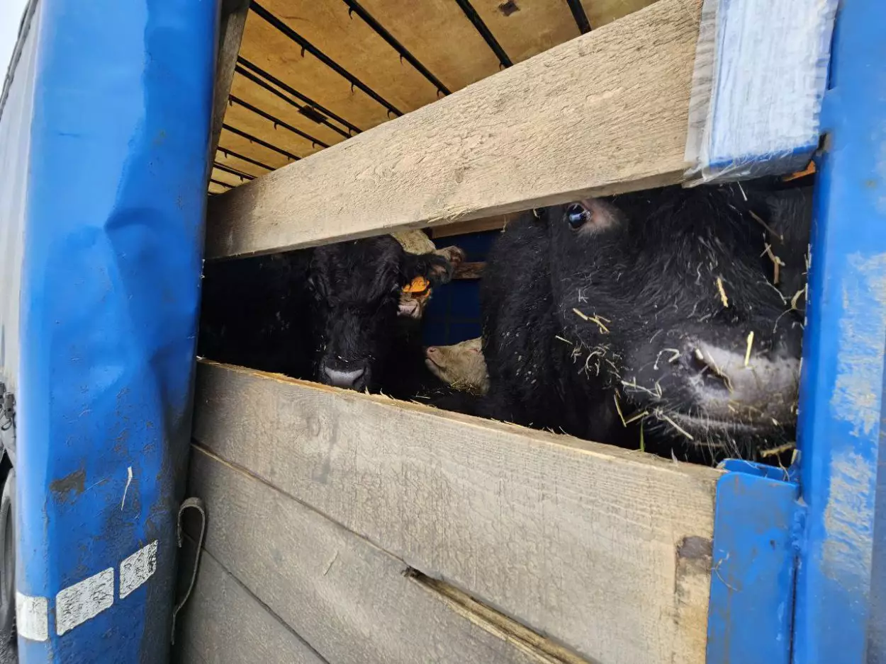 На границе с Казахстаном задержали сто коров без документов