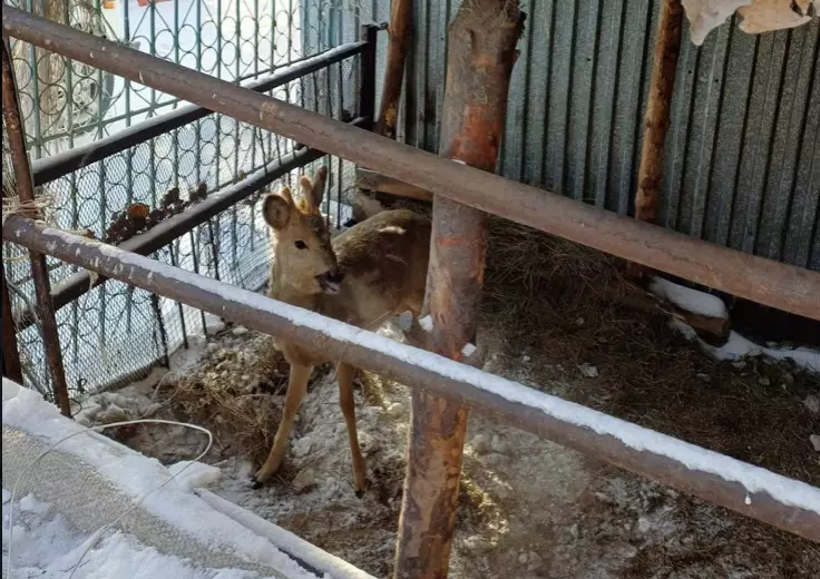 Семейде үй ауласынан сібір елігі табылды