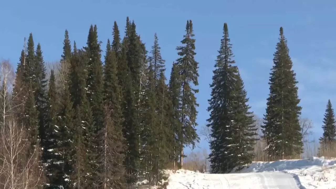 ШҚО-да орман шаруашылығы жалға беріледі