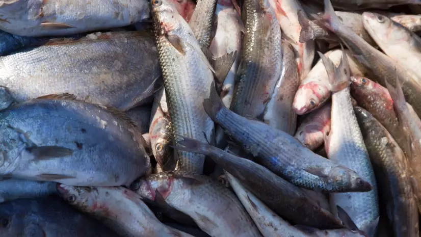 Қазақстанда балық өнімдерін өндіру көлемі артты