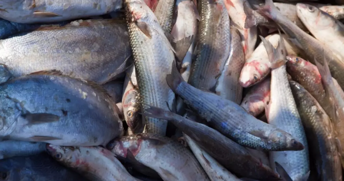  Қазақстанда балық өнімдерін өндіру көлемі артты 