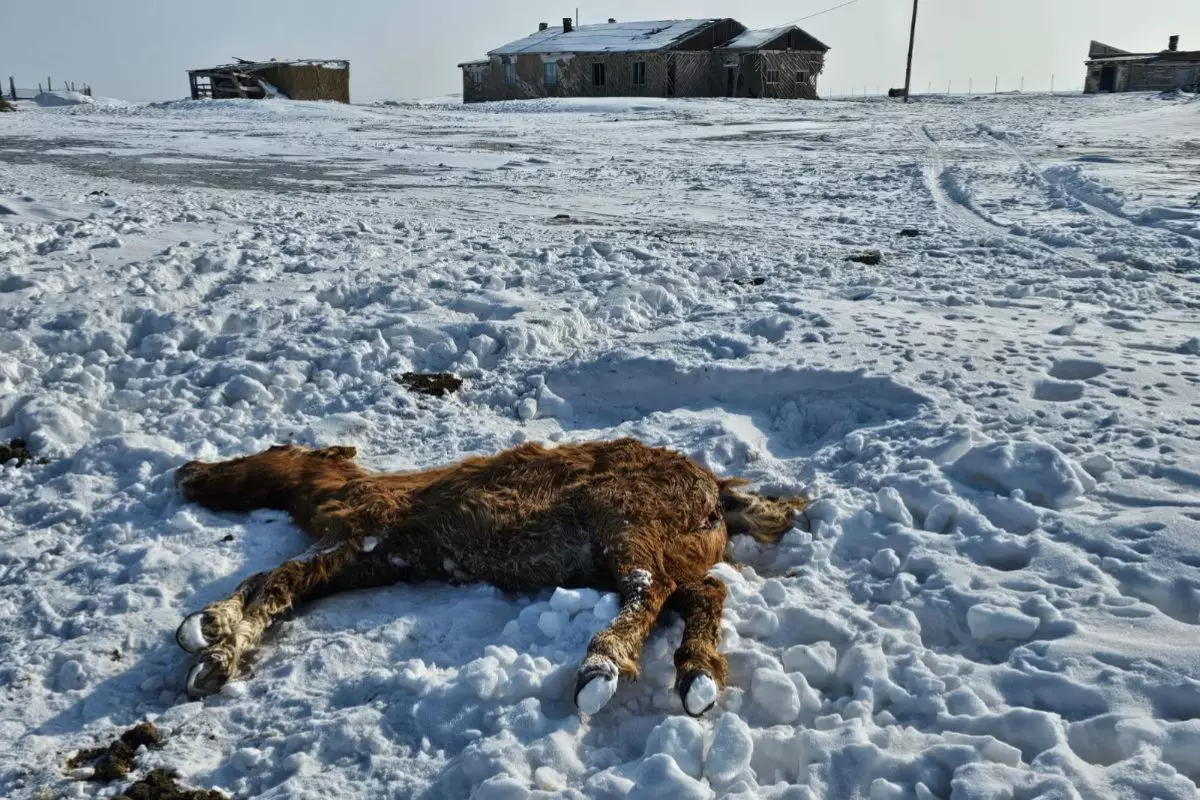 В Исатайский район доставили 39 тонн корма для лошадей