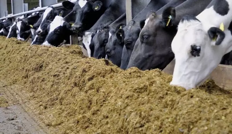 Золотодобытчик выплатил сельчанам компенсацию за падеж скота в Акмолинской области