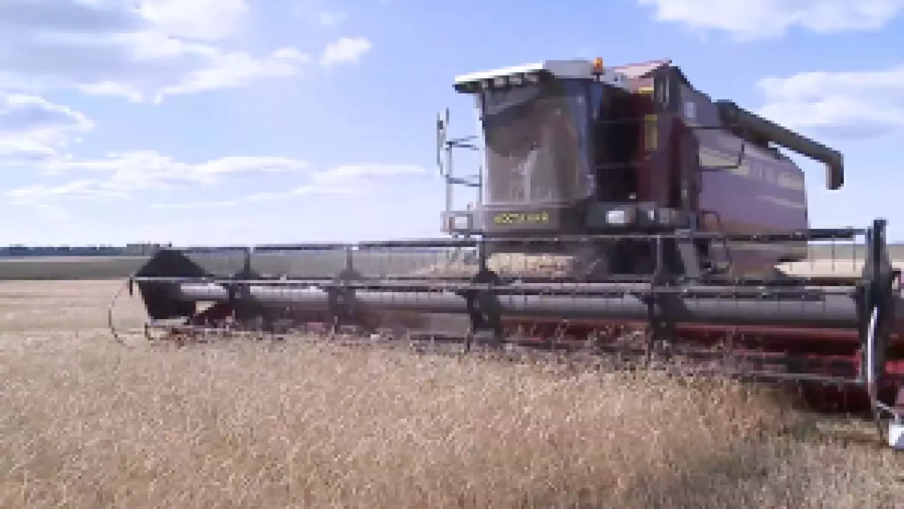 Ақмола облысының диқандары майлы дақылдар үлесін арттырады