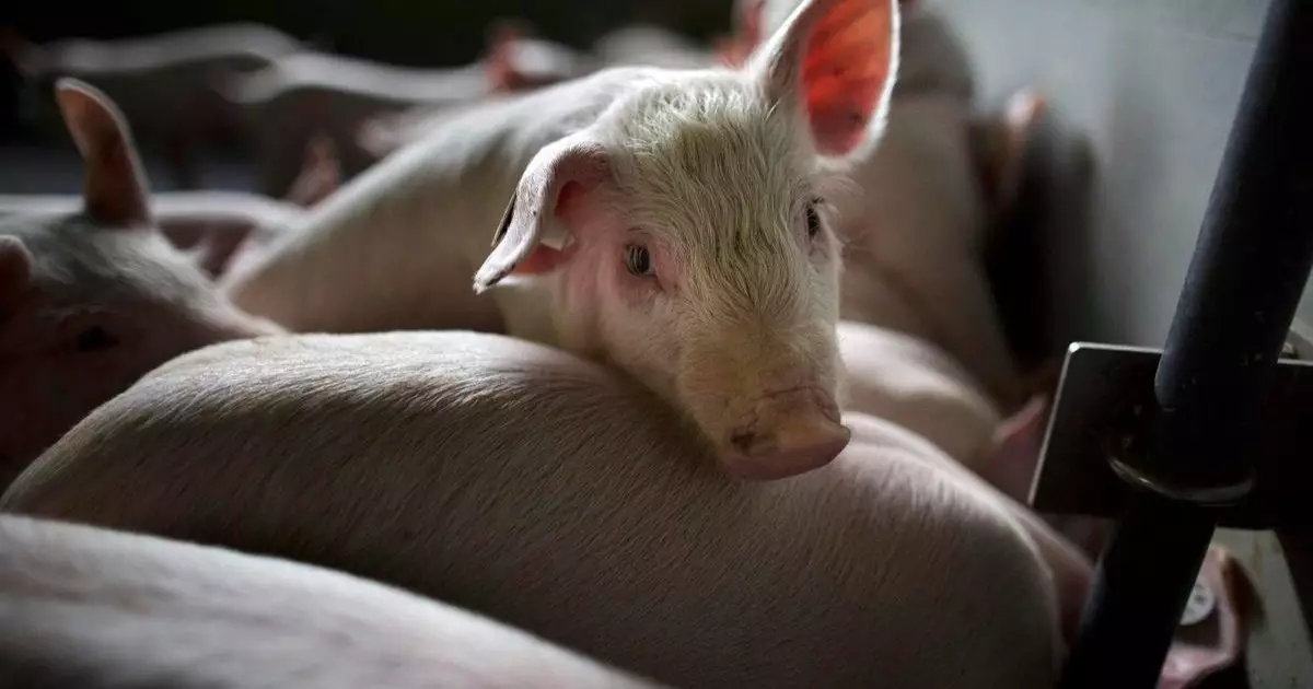  Ер адам 17 жастағы қызды өзінің шошқаларына жем қылып, 23 жылға сотталды (ФОТО) 