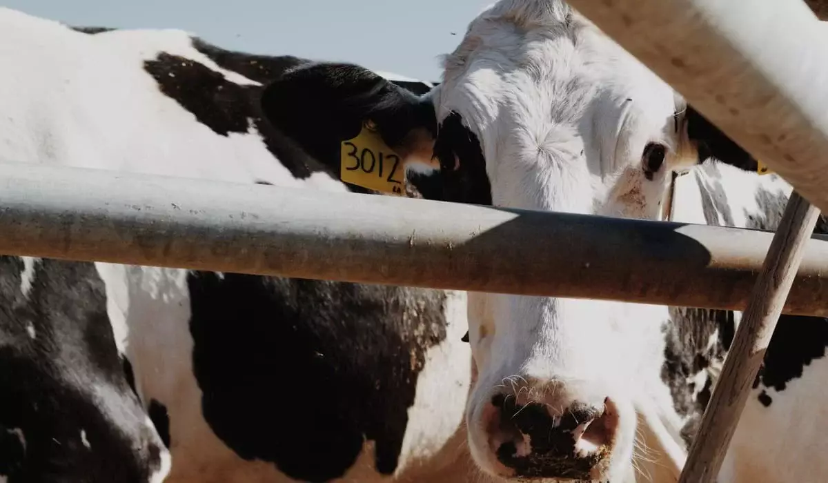 Скот изымают и уничтожают в Казахстане? Минсельхоз сделал заявление