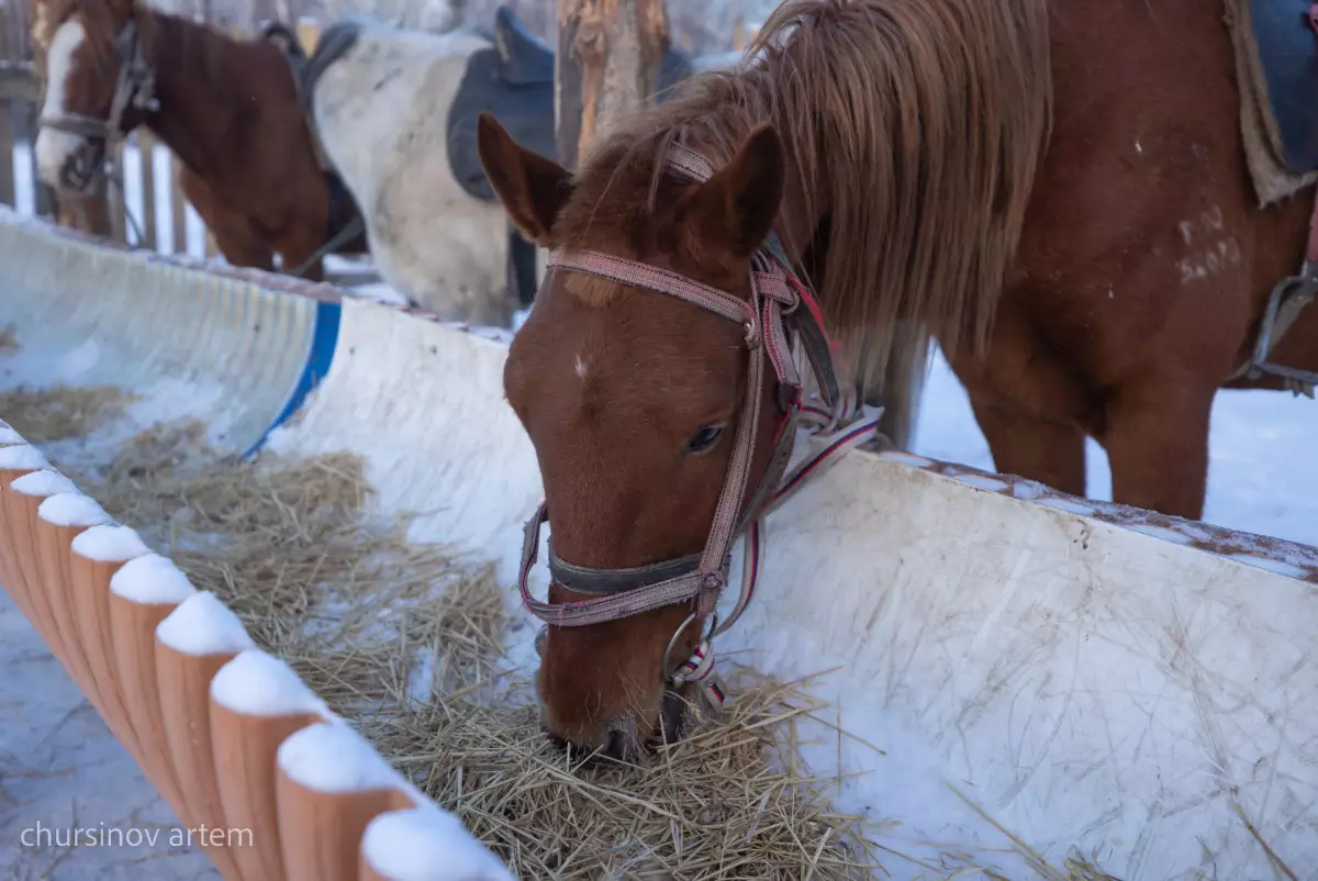 В Аксу возвращены пастбища