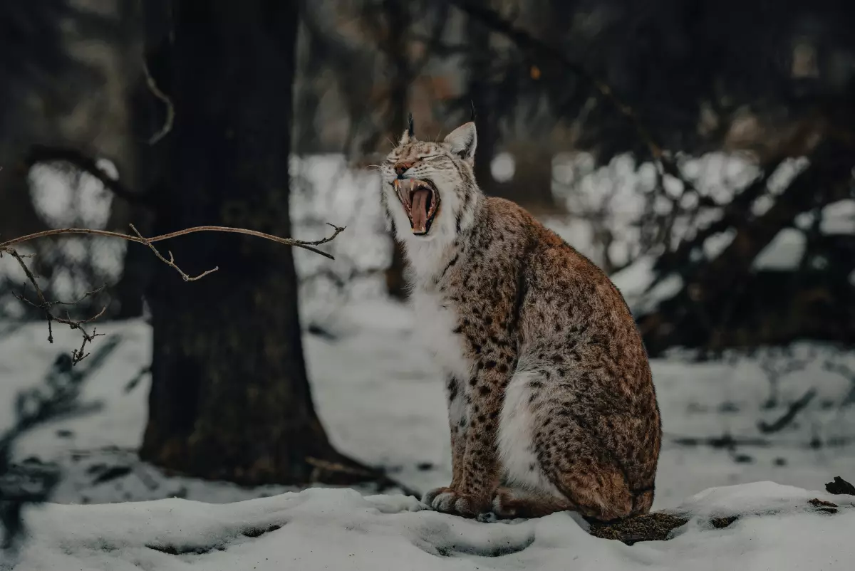 Рысь с бешенством напугала жителей Костанайской области (ВИДЕО)