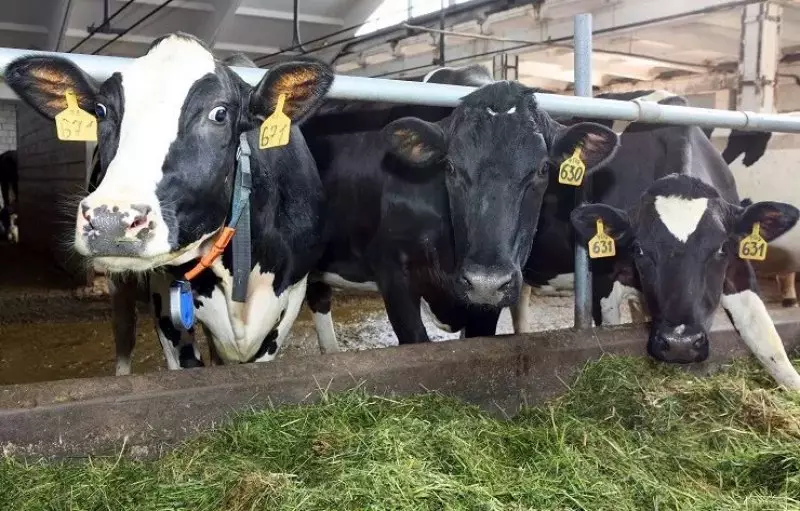 Видео про «уничтожение скота» — не из Казахстана: заявление Минсельхоза