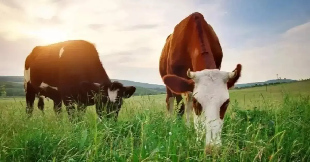  Павлодар облысында заңсыз сатылған жайылымдық жер қайтарылды 