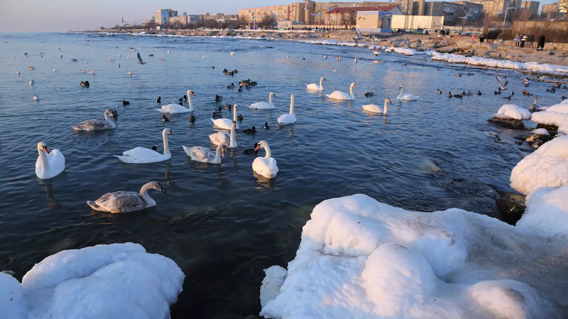 Жылдардан кейінгі жаңғыру: Ақтау айлағы аққуға толды