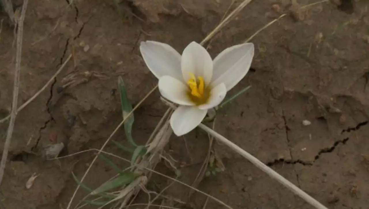 Подснежники зацвели в Шымкенте