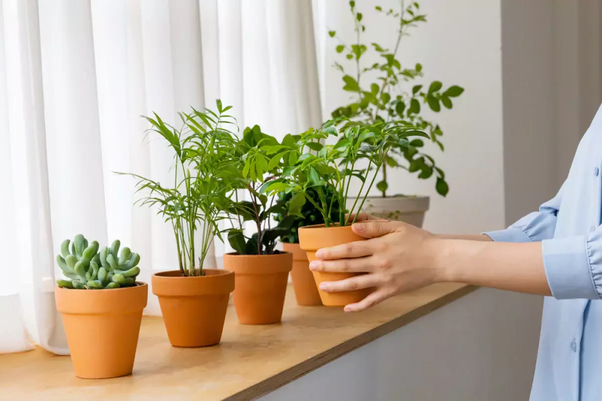 Уход за комнатными растениями: советы для новичков