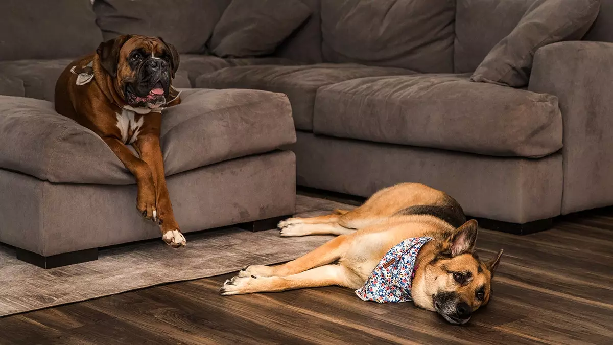 Искусственный интеллект Ring Search Party помогает быстрее находить потерявшихся собак.