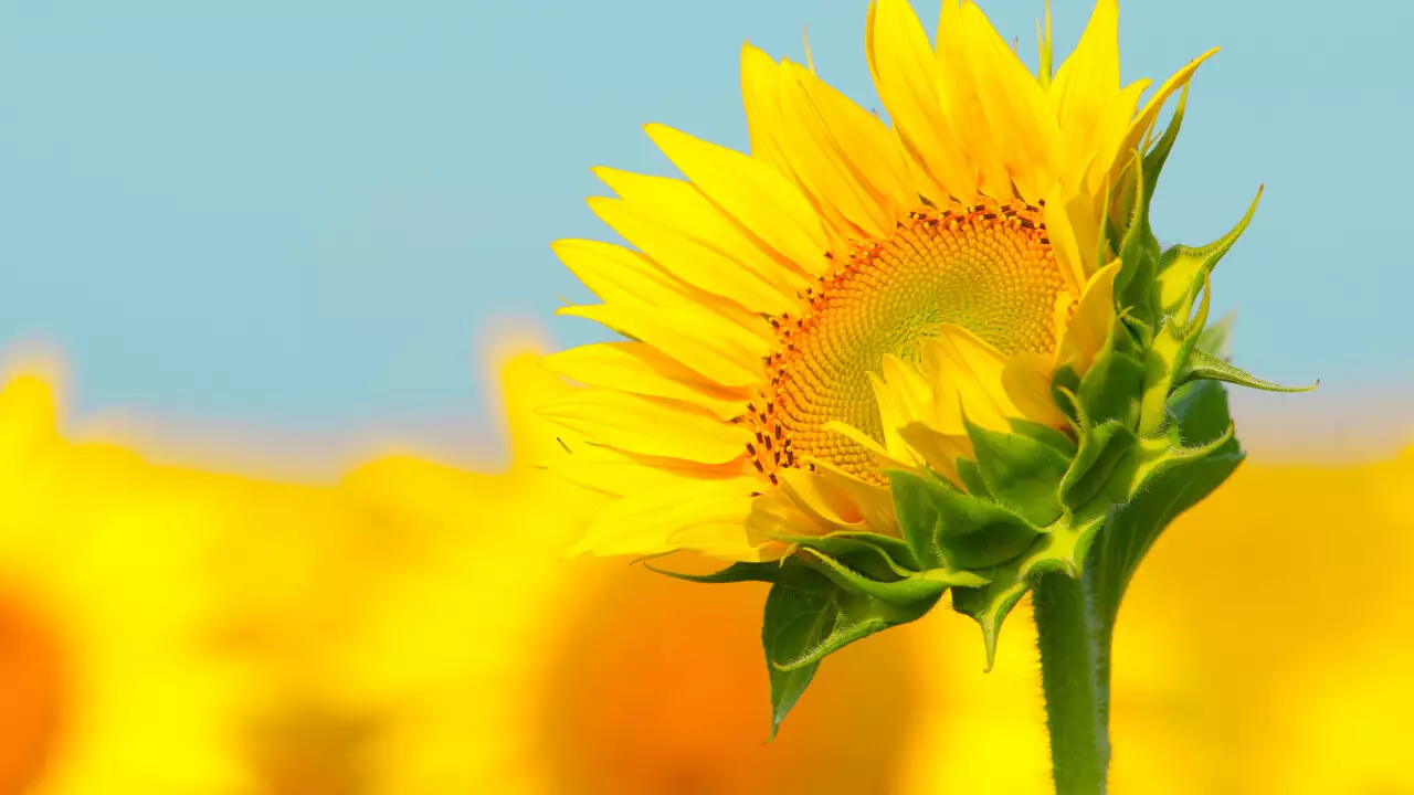 Казахстан в 2025 году резко увеличил площади сева и производство масличных культур.